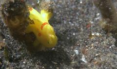 Abantennarius nummifer