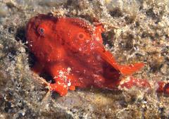 Abantennarius nummifer