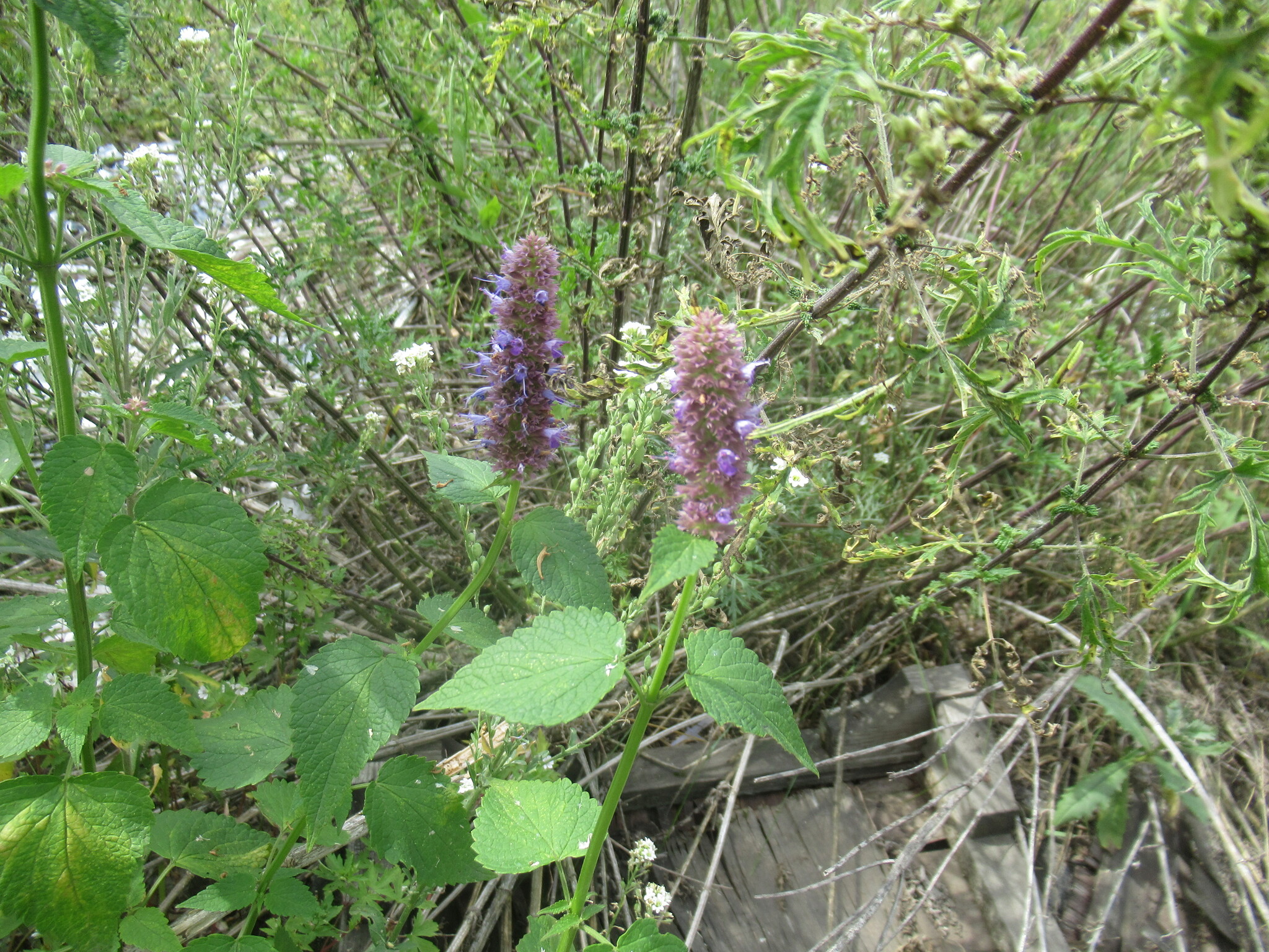 Wrinkled Giant Hyssop (Agastache rugosa)
