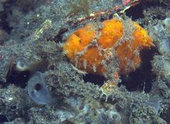 Abantennarius coccineus