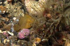 Antennarius randalli