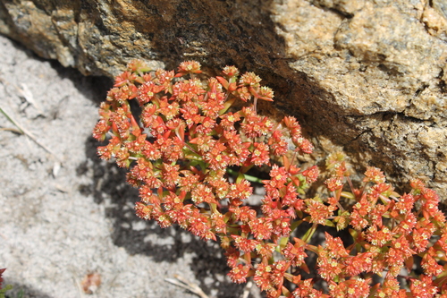 Crassula glomerata