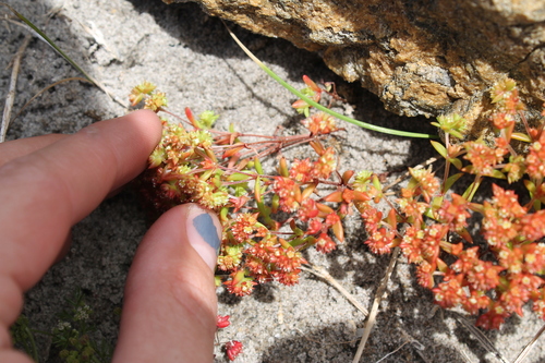 Crassula glomerata
