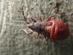 Oxycarenus lavaterae