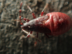 Oxycarenus lavaterae