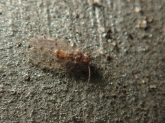Ectopsocus briggsi