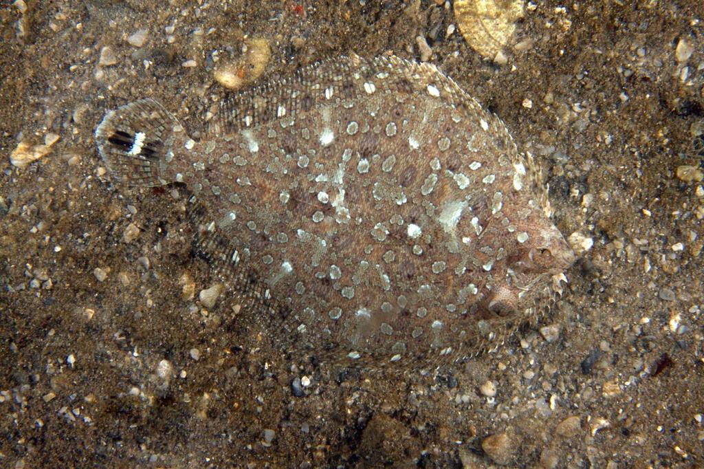 Twospot Flounder