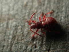 Oxycarenus lavaterae