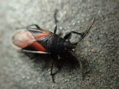 Oxycarenus lavaterae