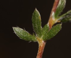 Aspalathus tridentata tridentata