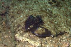 Pseudorhombus dupliciocellatus