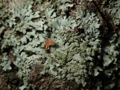 Phaeophyscia orbicularis