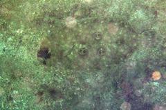 Pseudorhombus dupliciocellatus