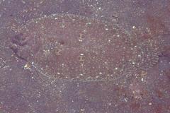 Pseudorhombus dupliciocellatus