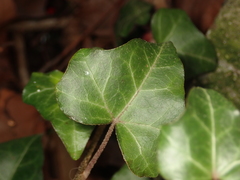 Hedera helix