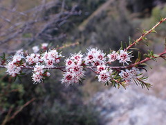Kunzea serotina