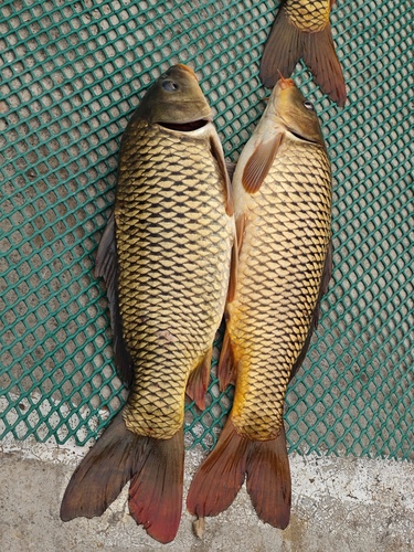 Amur Carp