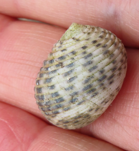 Nerita plicata