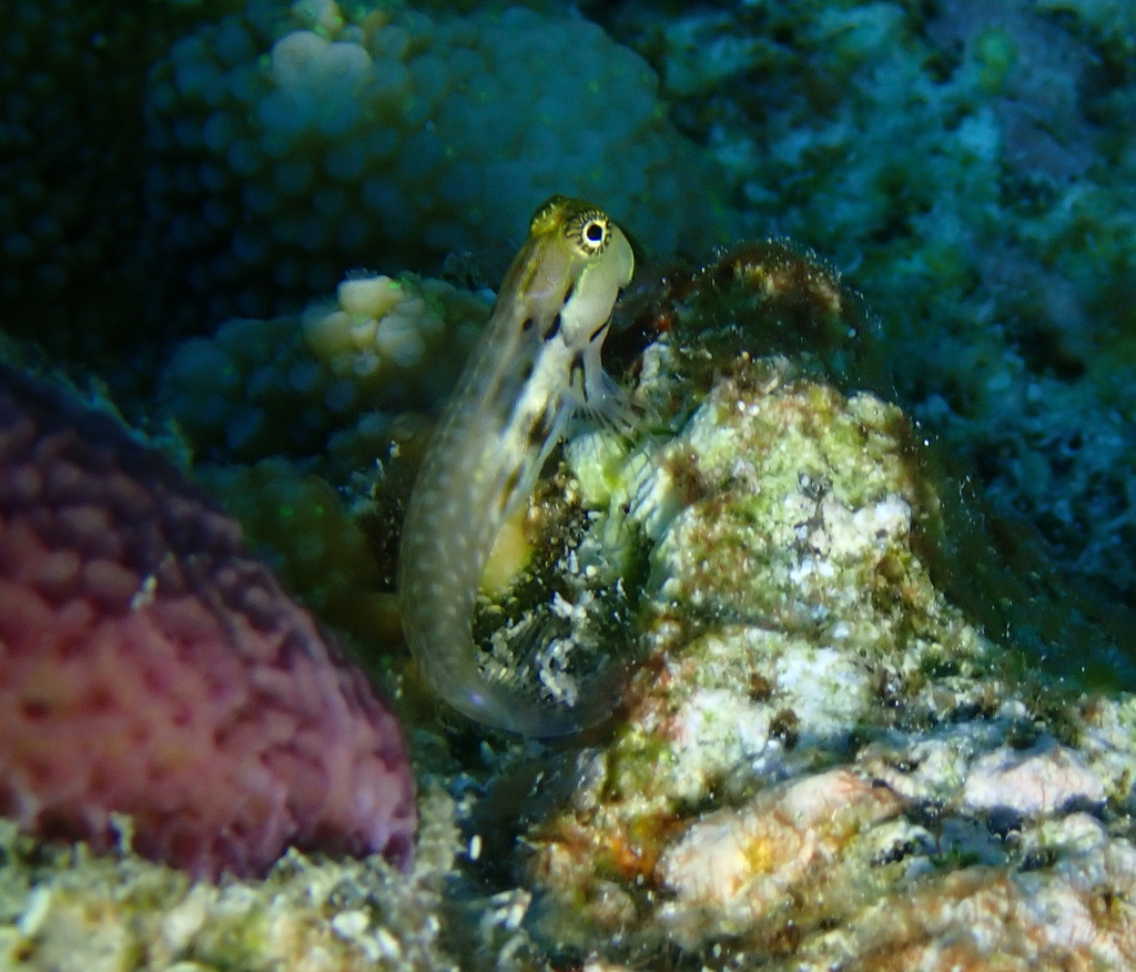 Coral Blenny