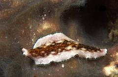 Pseudoceros leptostictus