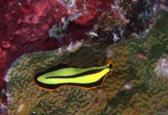 Pseudoceros dimidiatus