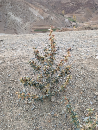 spiny cocklebur