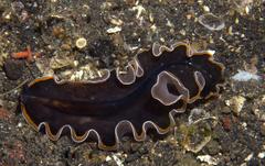 Pseudobiceros hancockanus