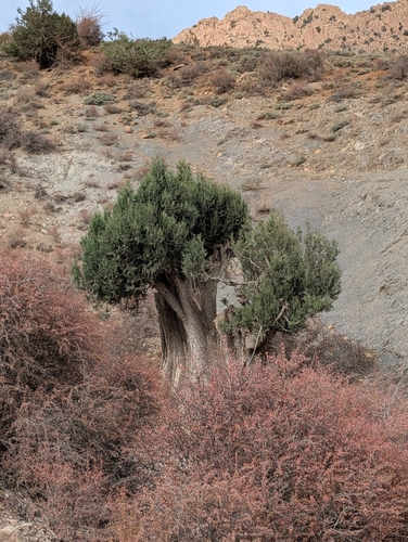 Thuriferous juniper