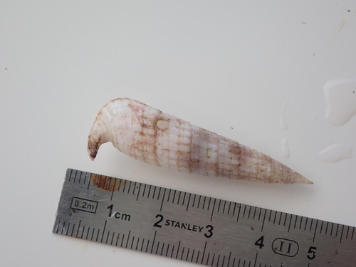 Rhinoclavis fasciata observed 2025-11-09