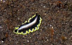 Pseudoceros jebborum