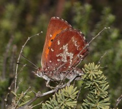 Aloeides thyra thyra