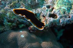 Pseudoceros hancockanus