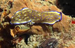 Pseudoceros gravieri