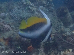 Heniochus singularius