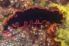 Pseudobiceros gloriosus