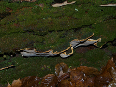 Phellopilus nigrolimitatus