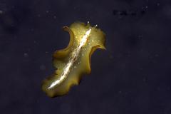 Pseudobiceros flowersi