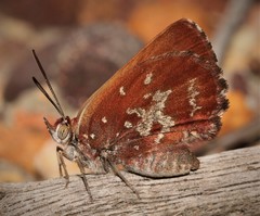 Aloeides thyra thyra