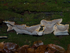 Phellopilus nigrolimitatus