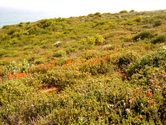 Drosanthemum lavisii