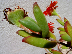 Drosanthemum lavisii