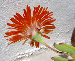 Drosanthemum lavisii