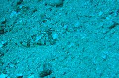 Thysanophrys chiltonae