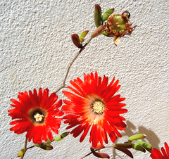 Drosanthemum lavisii