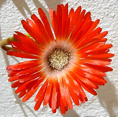 Drosanthemum lavisii