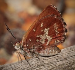 Aloeides thyra thyra