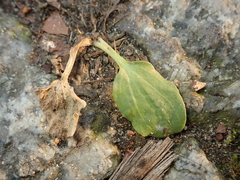 Plantago major