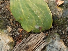 Golovinomyces sordidus