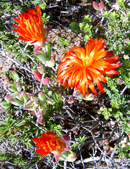 Drosanthemum lavisii