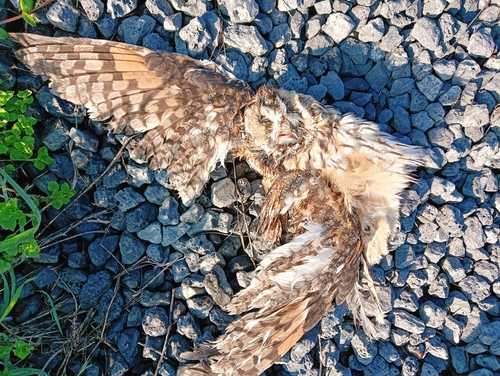 View observation of {o.common_name} on iNaturalist